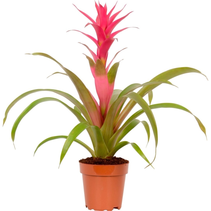 Гусмания язычковая