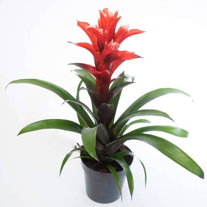 Гузмания калипсо