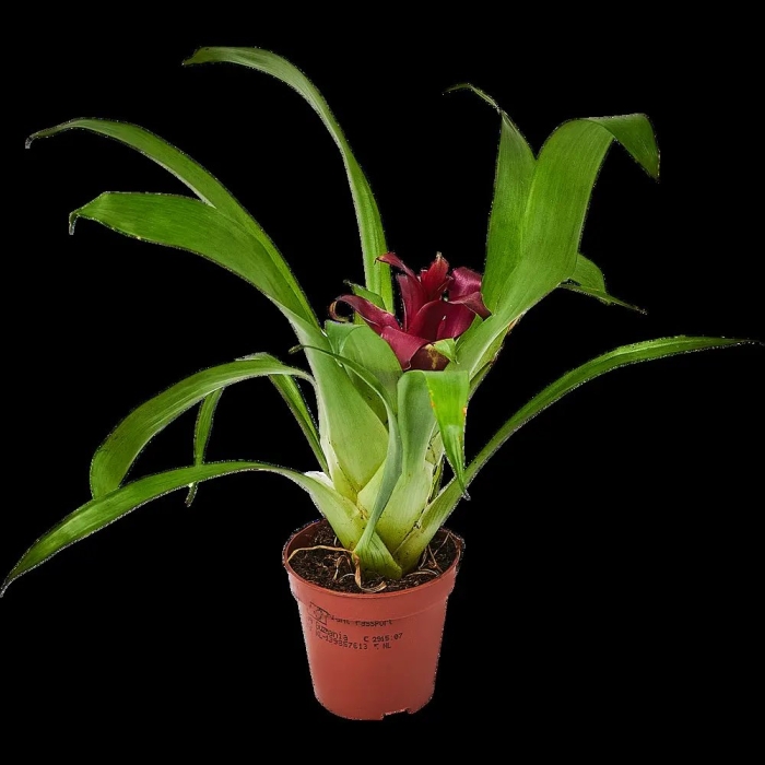 Гузмания цветок