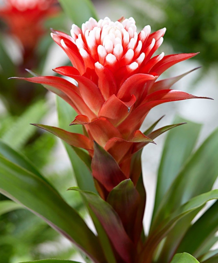 Бромелия гузмания хоуп