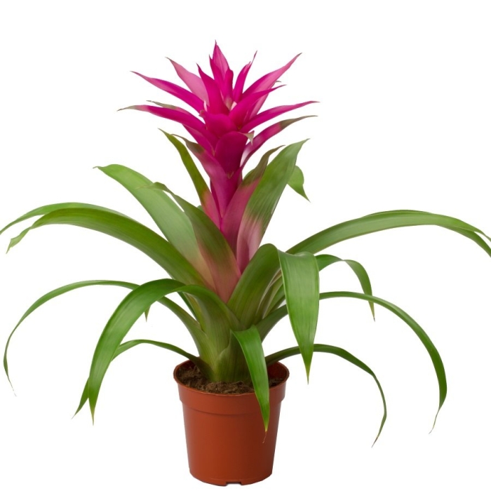 Гузмания цветок