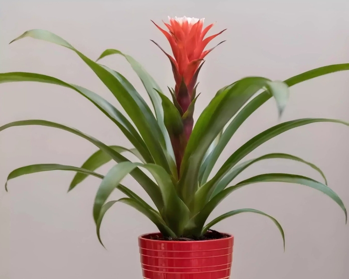 Гузмания фиеро оранж