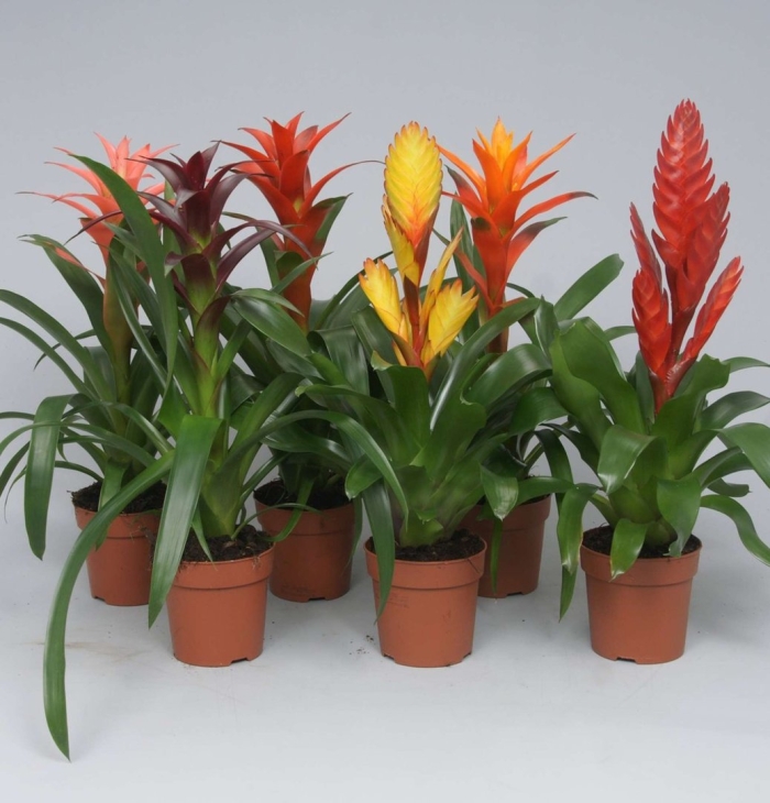 Бромелия грин микс