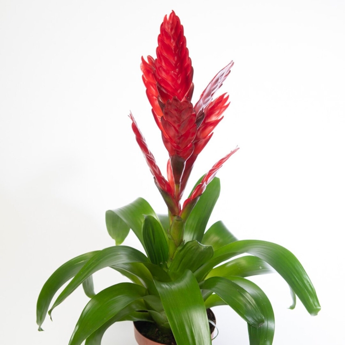 Бромелия микс цветок