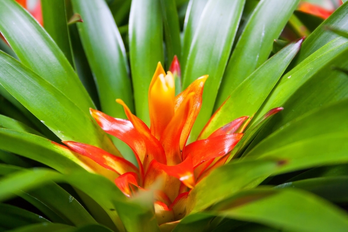 Бромелия guzmania