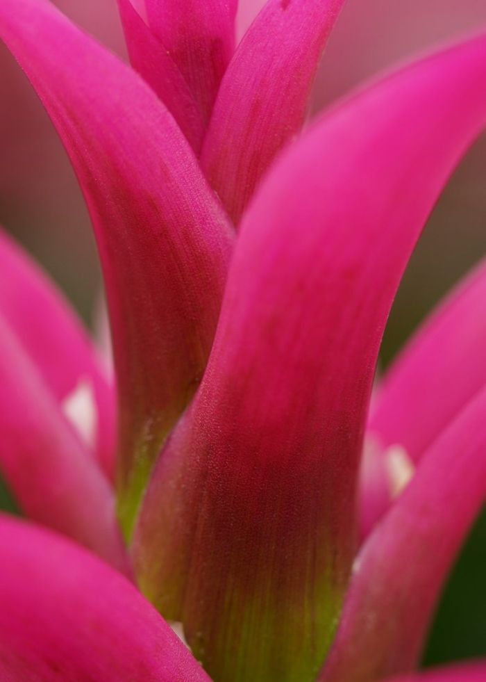 Цветок бромелия гузмания