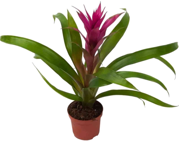 Бромелия микс цветок