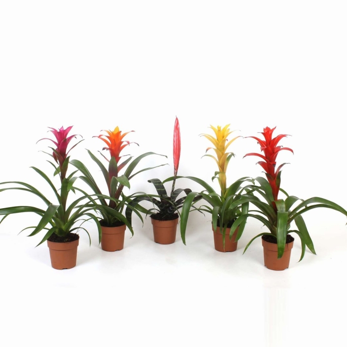 Гузмания микс цветок