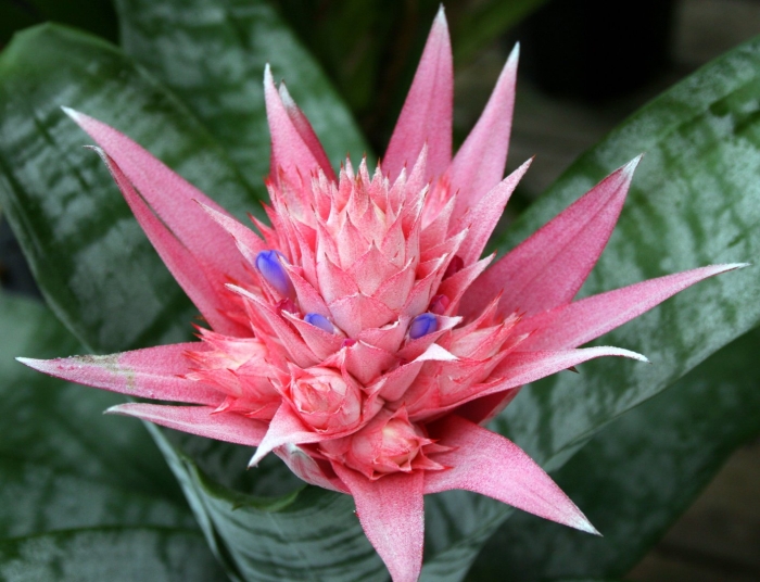 Эхмея полосатая aechmea fasciata