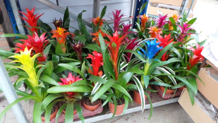 Цветок бромелия гузмания