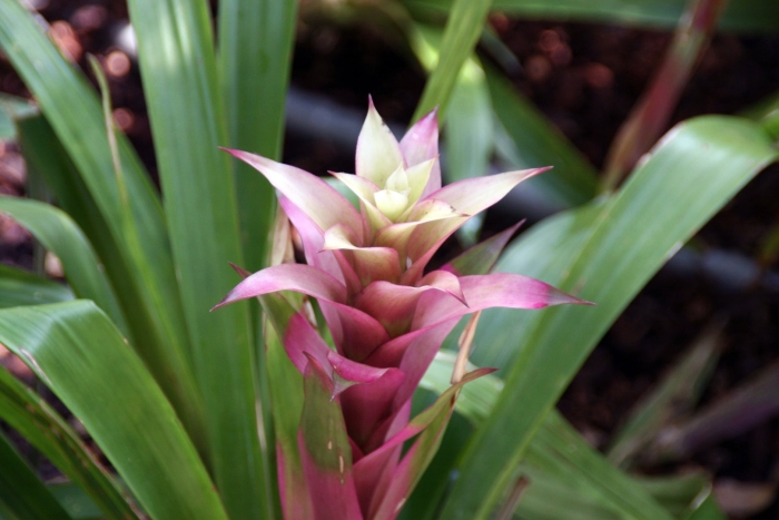 Бромелия гузмания