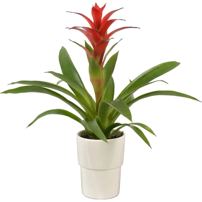 Гузмания sanguinea