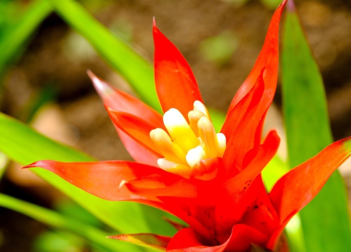 Бромелия цветок