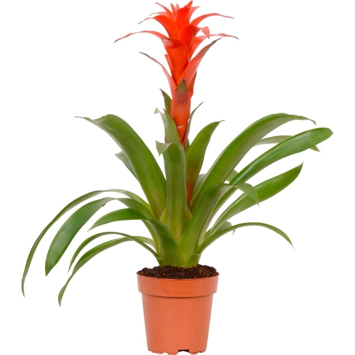 Гузмания фиеро оранж