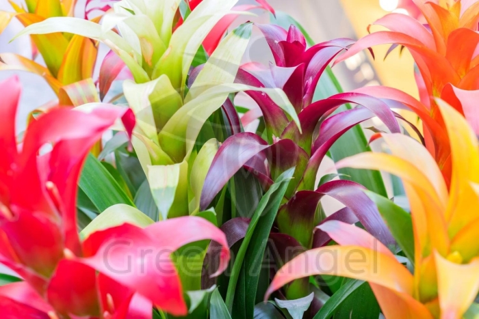 Бромелия микс