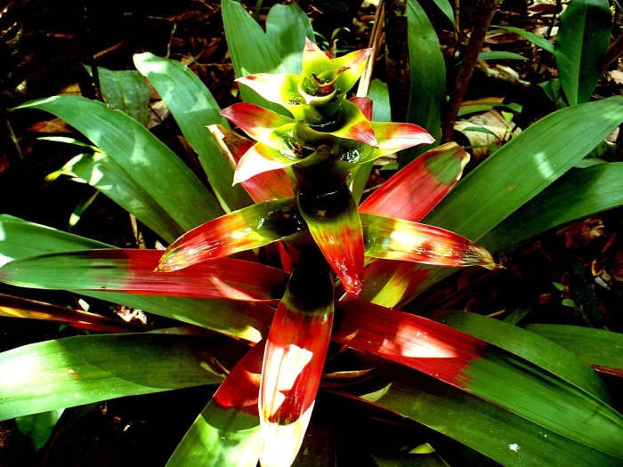 Бромелия агаволистная