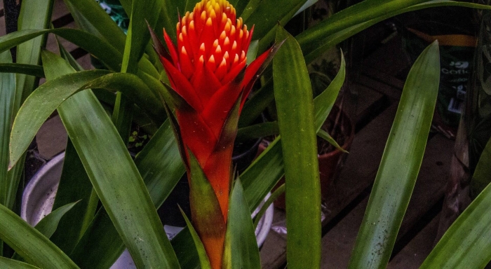 Гузмания вриезия