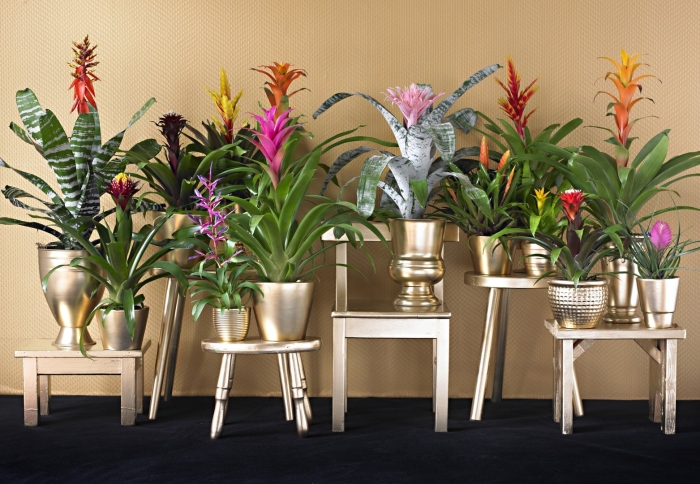 Бромелиевые цветы