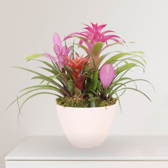 Бромелия микс