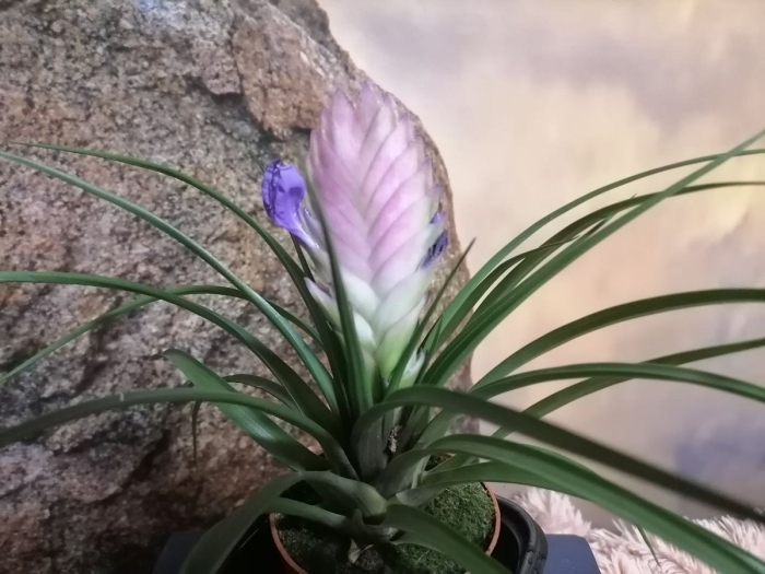 Тилландсия анита позеленела