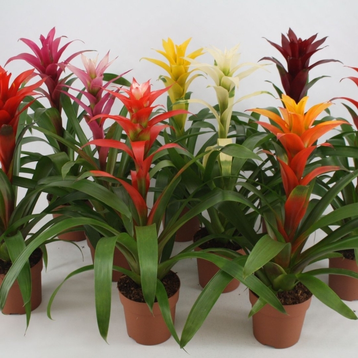 Цветок бромелия гузмания