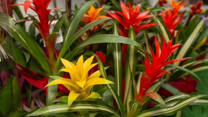 Цветок гузмания