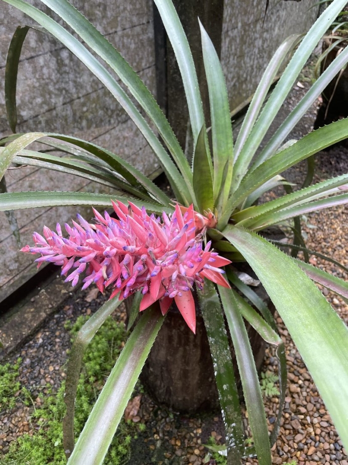 Aechmea distichantha