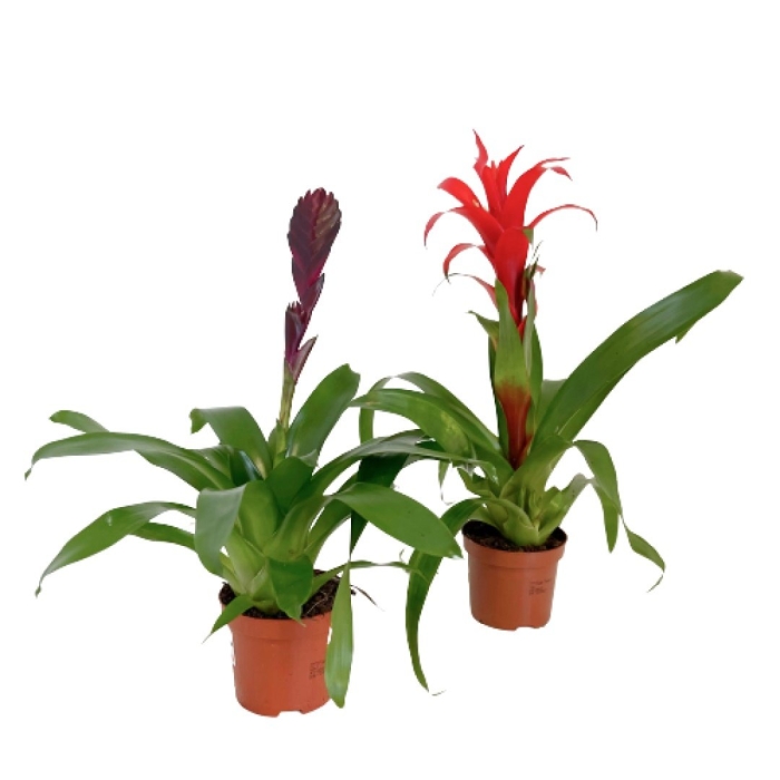 Бромелия гузмания микс