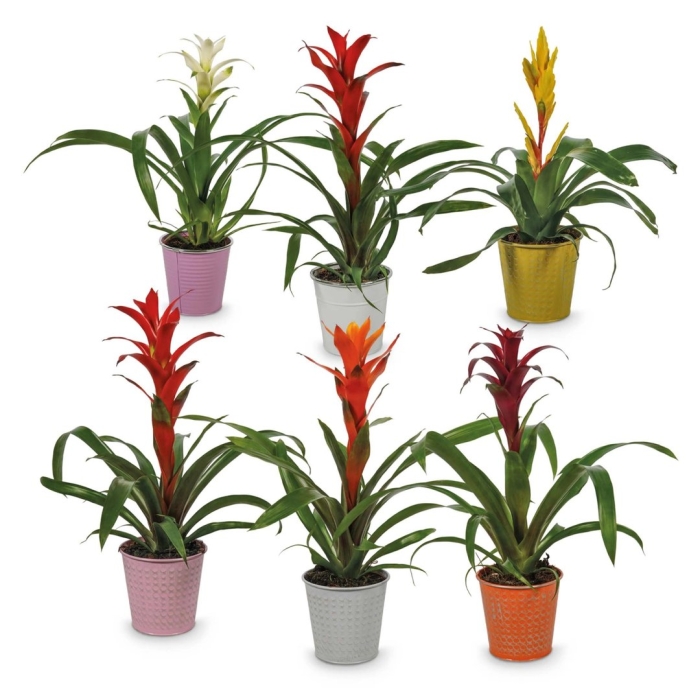 Бромелия гузмания микс