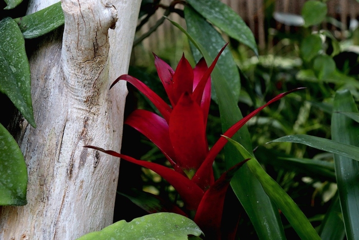 Бромелия цветок