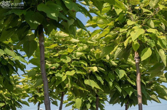 Катальпа бигнониевидная