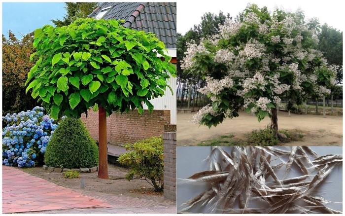 Катальпа бигнониевидная дерево