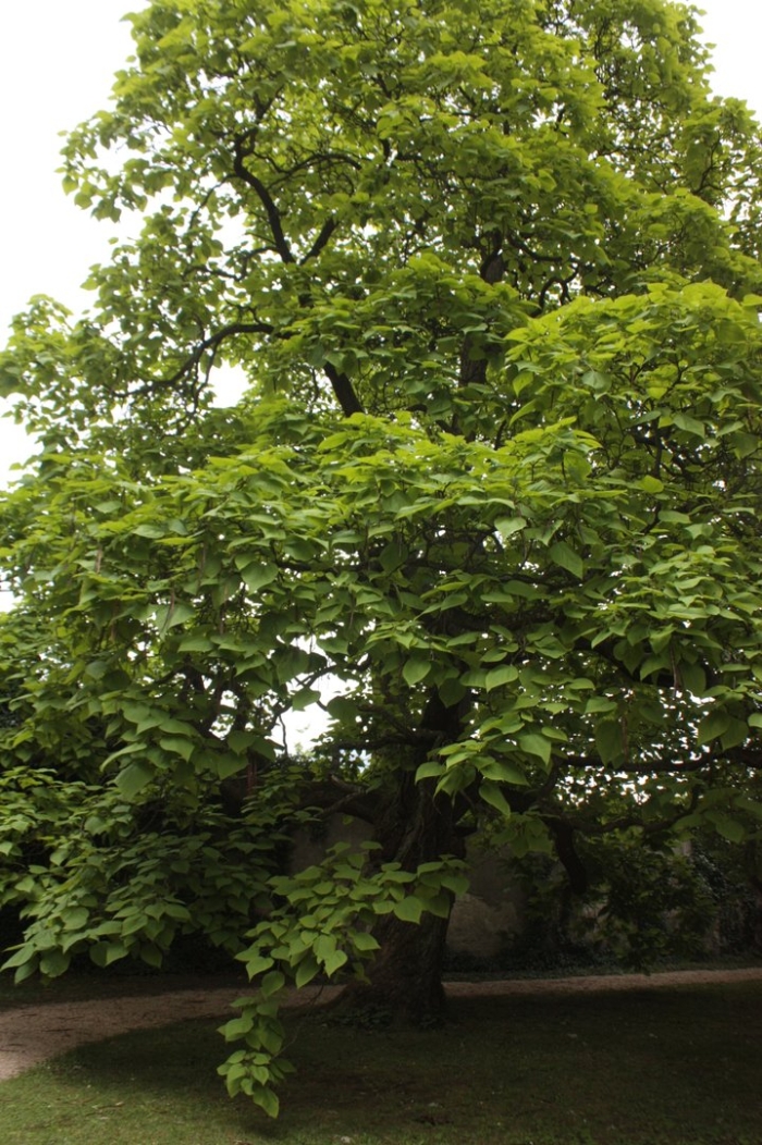 Catalpa bignonioides