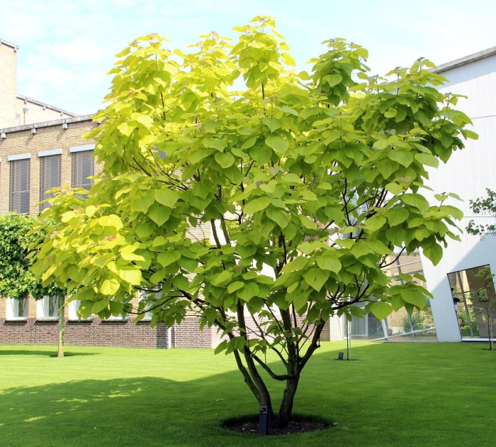 Катальпа бигнониевидная ауреа