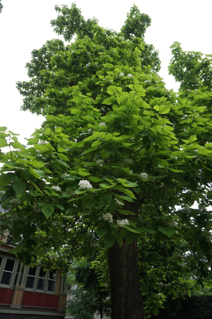 Катальпа бигнониевидная листья