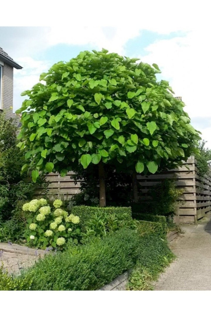 Катальпа на штамбе