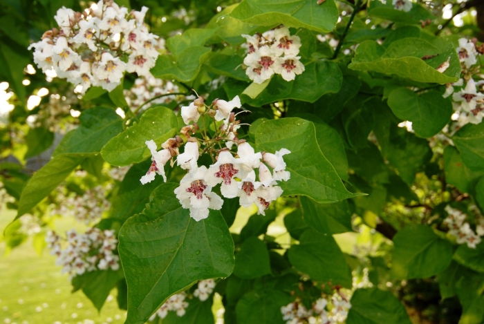 Катальпа платан