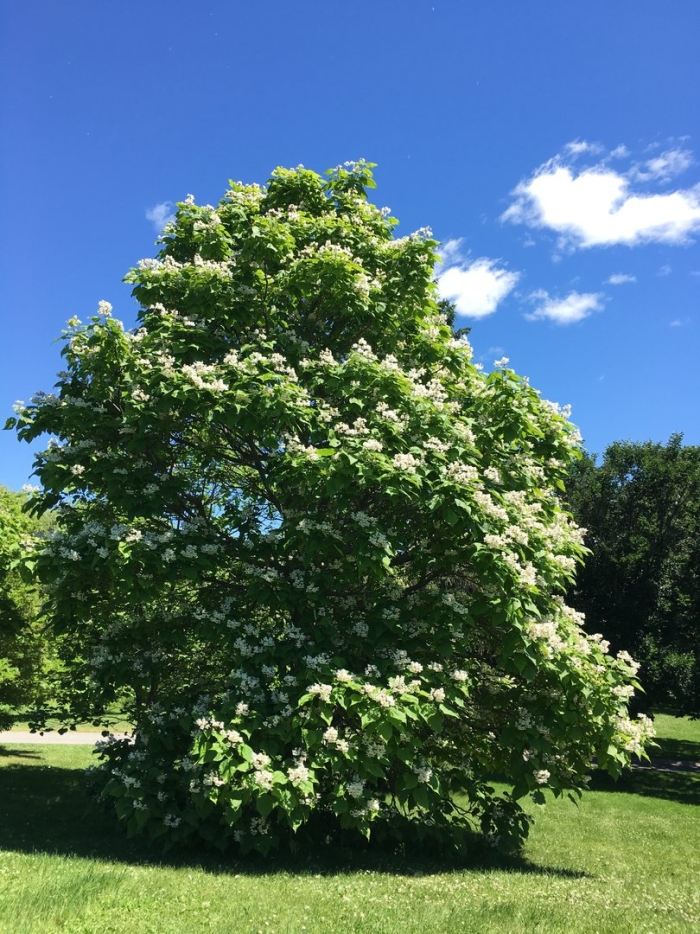 Catalpa tree