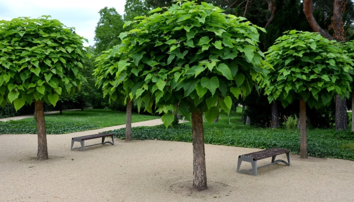 Catalpa bignonioides nana