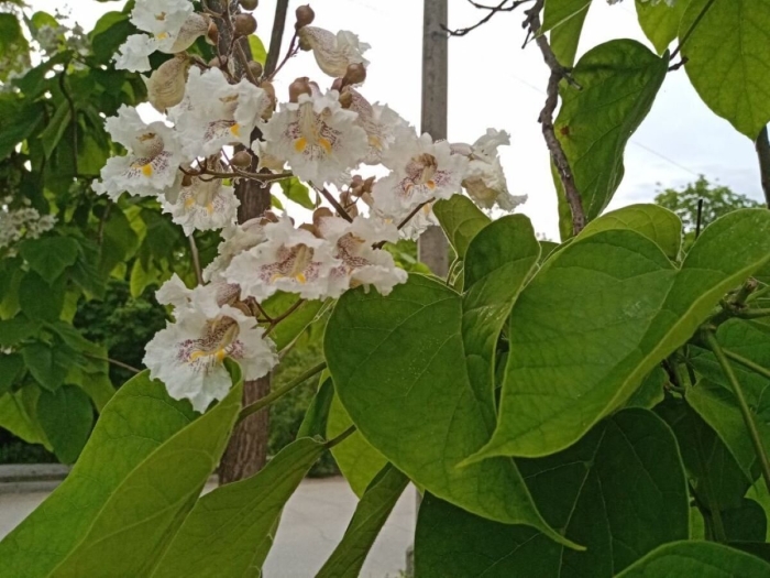 Катальпа бунге