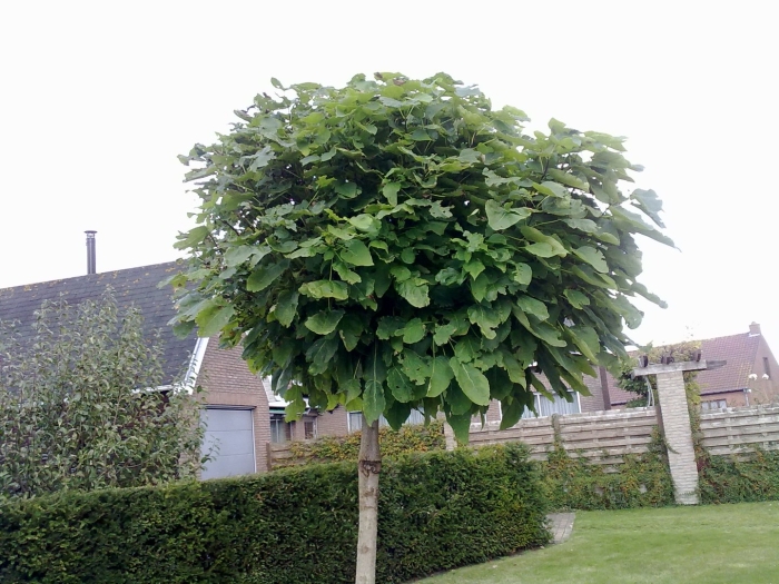 Катальпа бигнониевидная nana