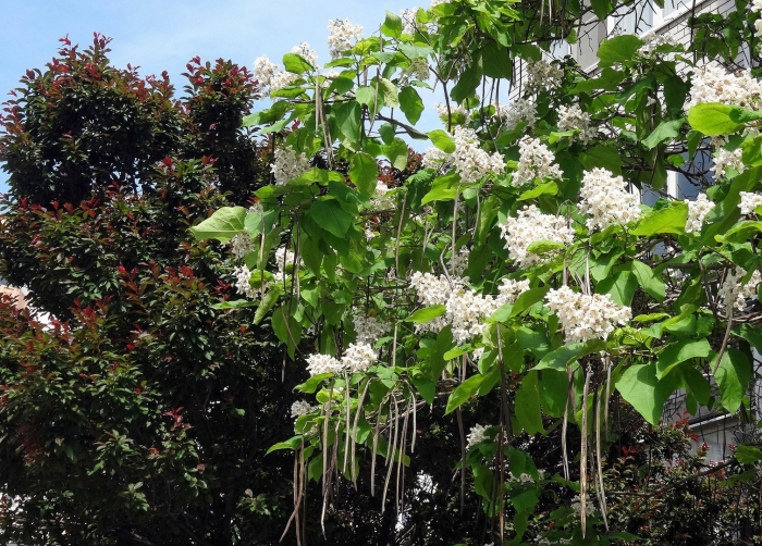 Катальпа бигнониевидная