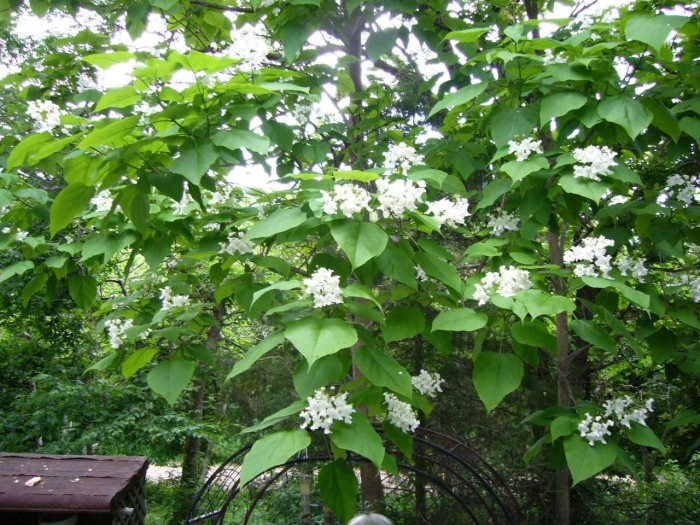 Катальпа сиренелистная