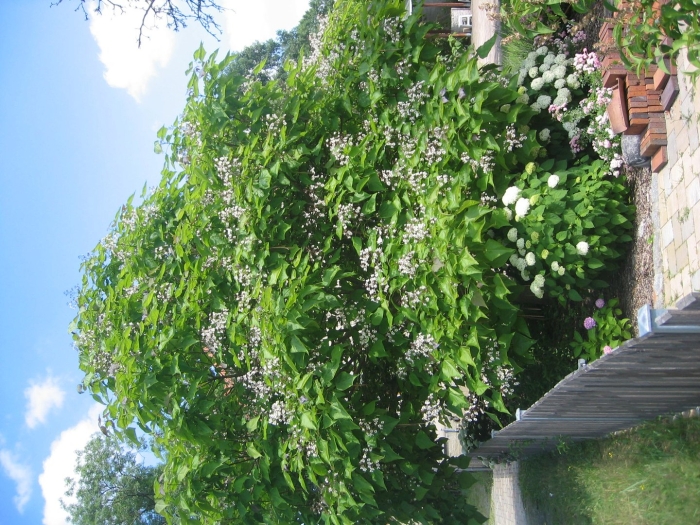 Гортензия черешковая петиоларис