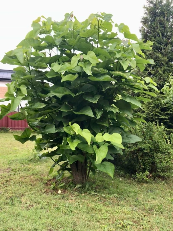 Быстрорастущее дерево павловния