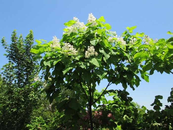 Катальпа бигнониевидная