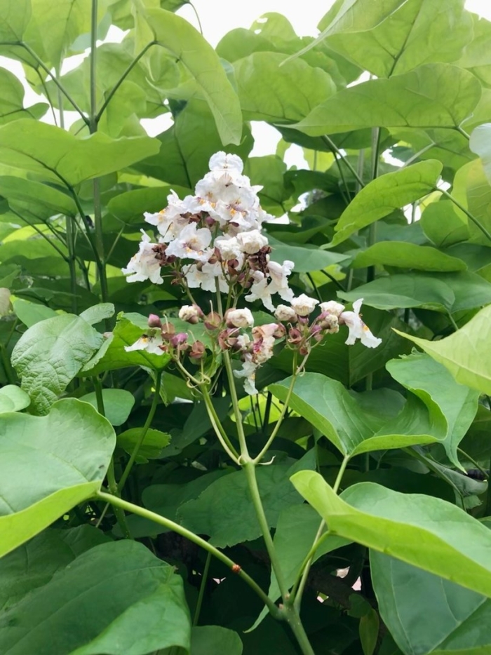 Катальпа обыкновенная