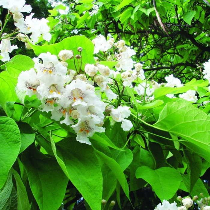 Акация катальпа