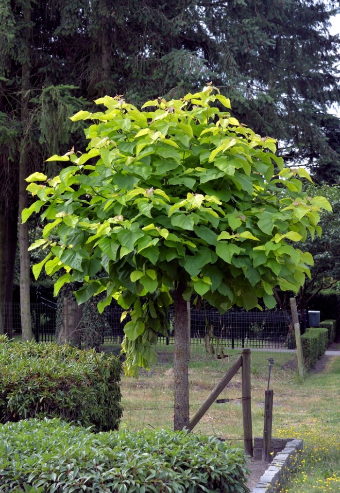 Катальпа бигнониевидная нана