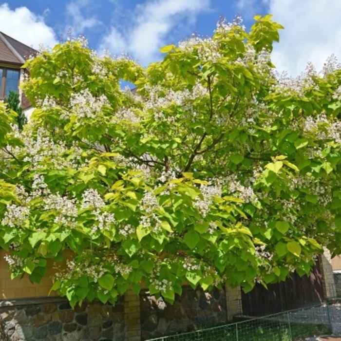 Катальпа яйцевидная